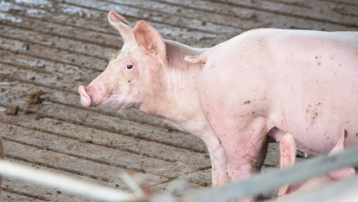 A pig on Sunnynook Farms at Murgon. 