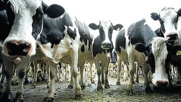 BOOST: A study has shown organic forms of selenium are more effective than inorganic form in boosting cows' selenium levels.