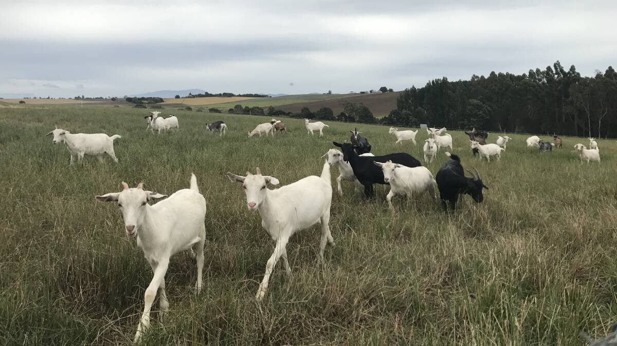 Growing export demand for Aussie goats