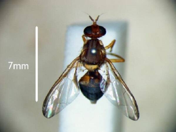 FLYING IN: South Australian experts are working with DPIPWE to eradicate fruit fly in Tasmania. Picture: DPIPWE