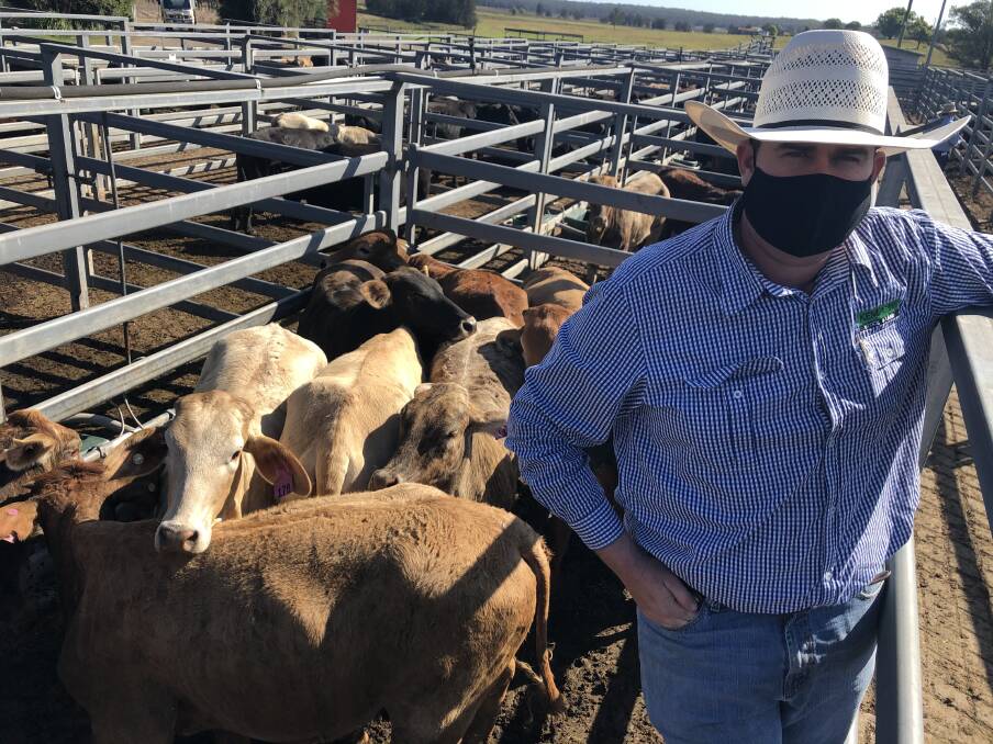 Laurie Argue from Kempsey Stock and Land with a pen of Bos Indicus females sold at the Kempsey sale last Saturday. Mr Argue said the cow market was dearer and dry cows topped at $2800. Photo: Samantha Townsend