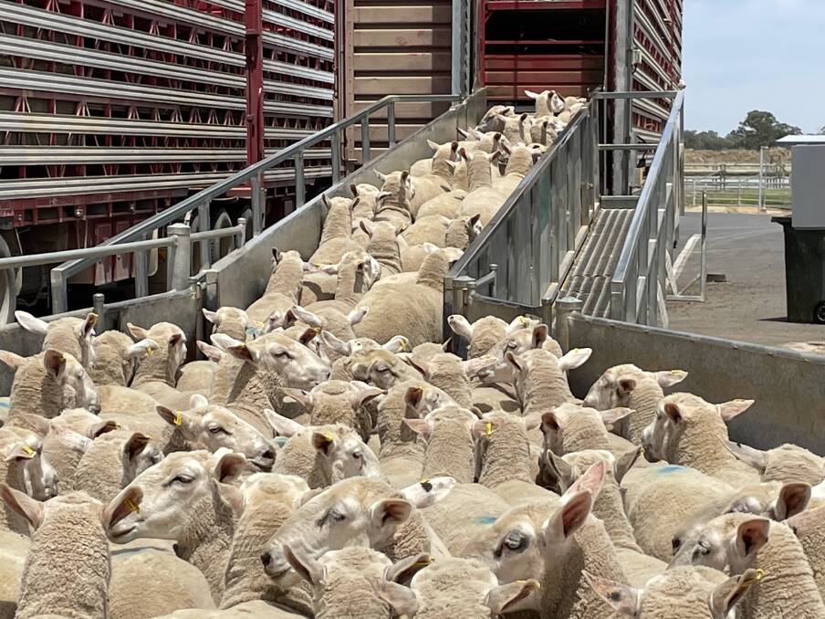 Price trends for sheep and lambs have been variable in the past week. Some producers have decided to sell now, while others with feed are holding on. Picture by Karen Bailey.