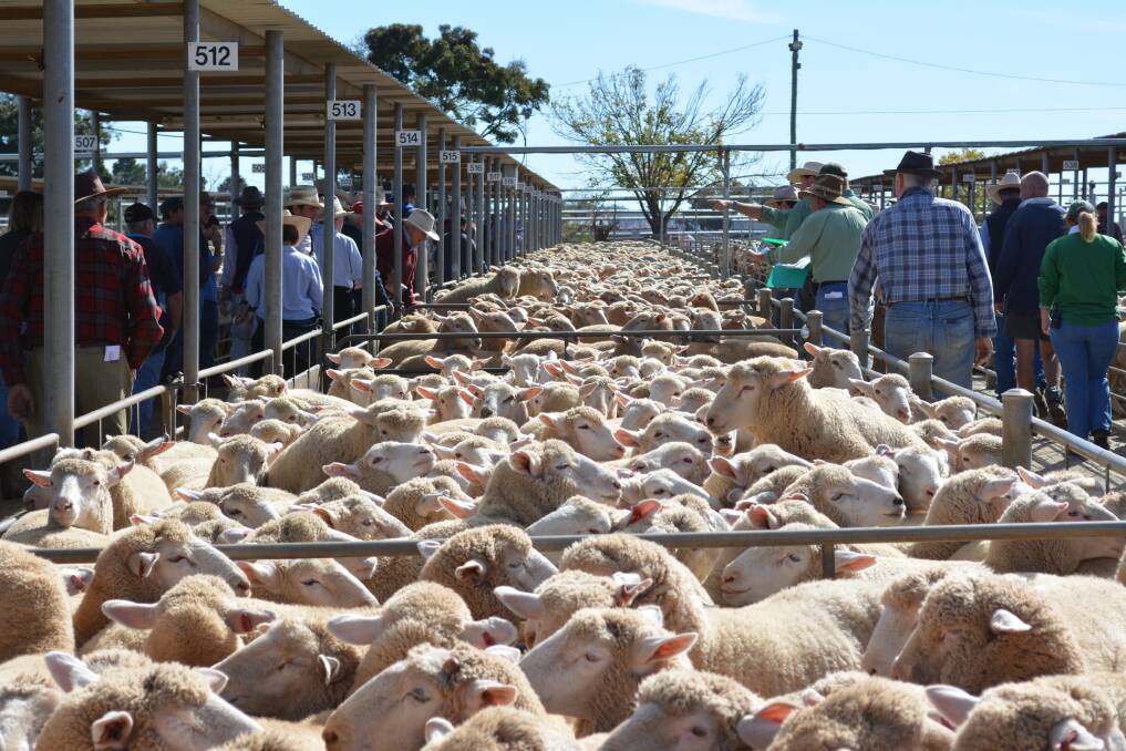 A total of 19,000 lambs were offered which was about 31,000 head fewer than the last sale of 2023 in mid December.