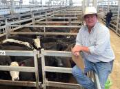 Tamworth agent Angus Newcombe sold Angus and Angus-cross steers and heifers on behalf of Chris Oxford, Lotess Grazing, Barraba, at Tamworth last Friday. A pen of six steers topped at $920 a head. Picture by Simon Chamberlain.