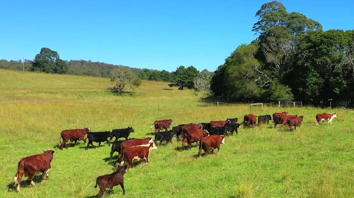 Cedar View and Cedar Park are two outstanding, adjoining cattle properties located in the Port Macquarie district. Picture - supplied