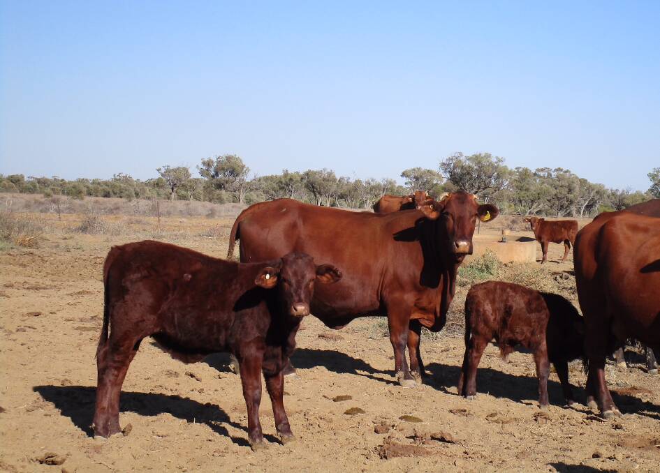 Garches has an estimated  carrying capacity of 800 breeders plus progeny to weaning.