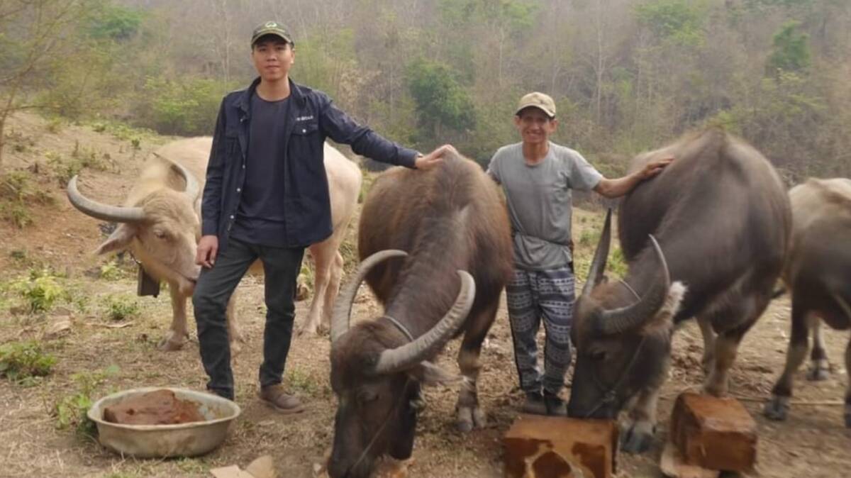 AgCoTech's medicated blocks are also being fed to buffalo and cattle in Laos. Picture supplied