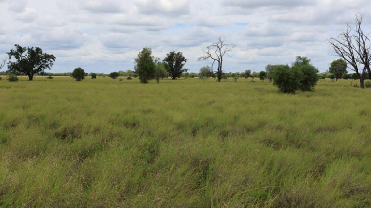 Swaylands has a good coverage of buffel, Mitchell and a variety of other grasses as well as herbages in season. Picture supplied