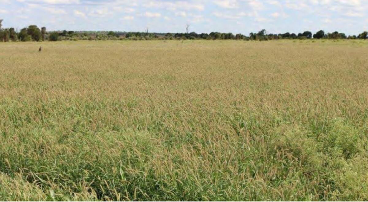 There is some 737 hectares of buffel grass on brigalow softwood scrub soils.