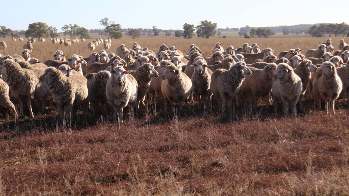 The aggregation has run up 6000 mixed sheep - typically 2000 Merino ewes and progeny - as well as 1200ha of farming. Picture supplied