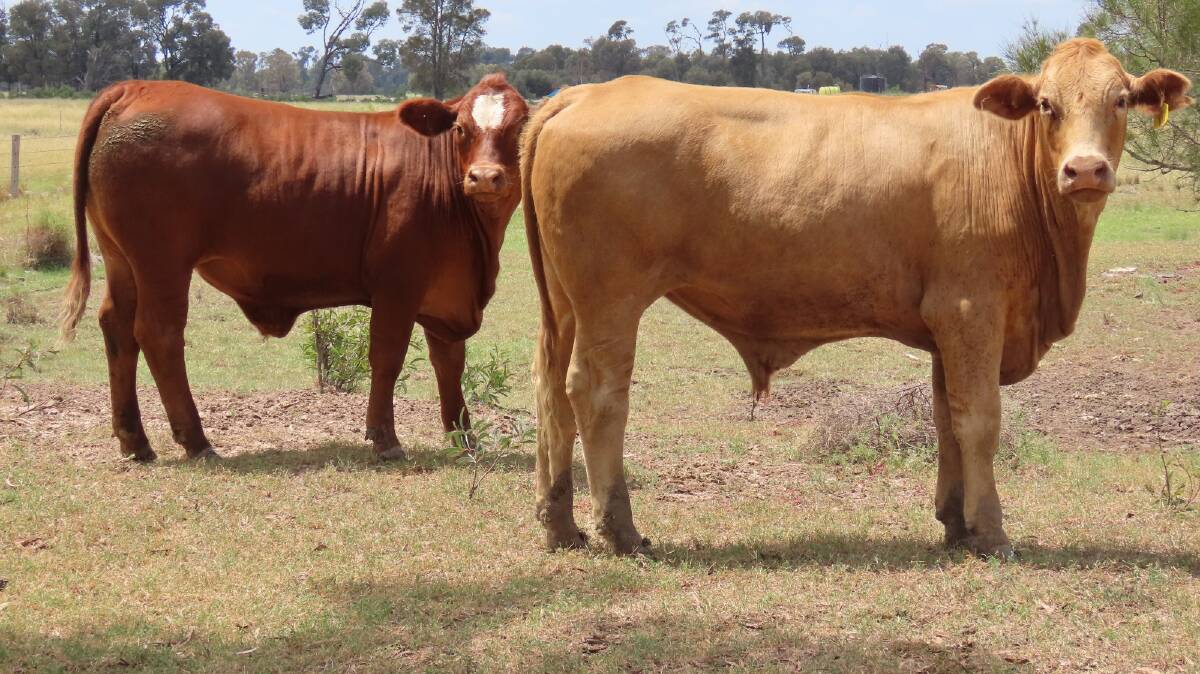 The favoured Burncluith district is noted for turning off quality cattle country. Picture supplied
