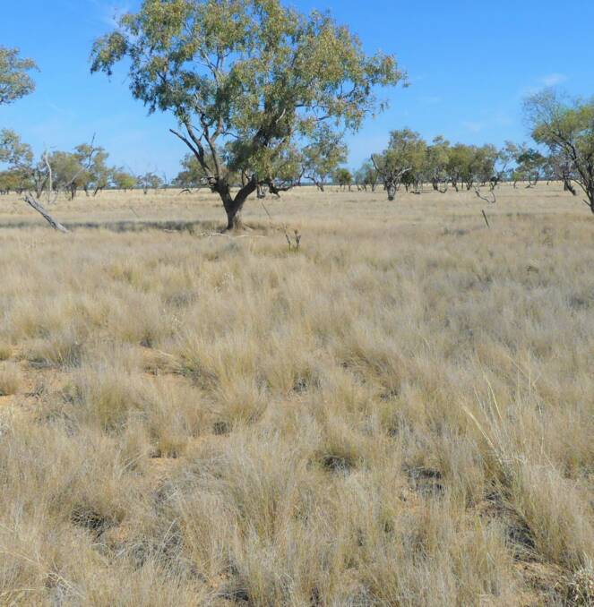 Robina Downs is 13,780 hectares of exceptional, exclusion fenced grazing country. Picture supplied