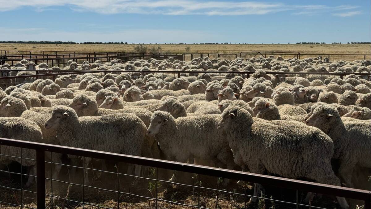 Woorilla has a carrying capacity is 3500-4000 Merino ewes and followers. Picture supplied