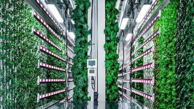 WAY AHEAD: A study is underway to assess how high tech horticulture can be incorporated into Australia's urban landscape 