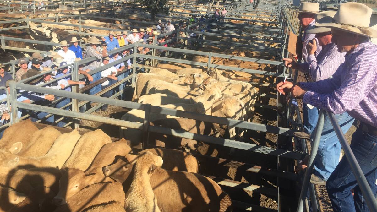 Toogoolawah's reputation as being Australia's largest single source of Charolais cattle is paying dividends for local producers.