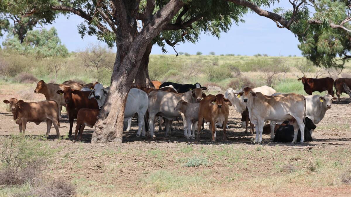The aggregation has been running more than 4000 mixed cattle. Picture supplied