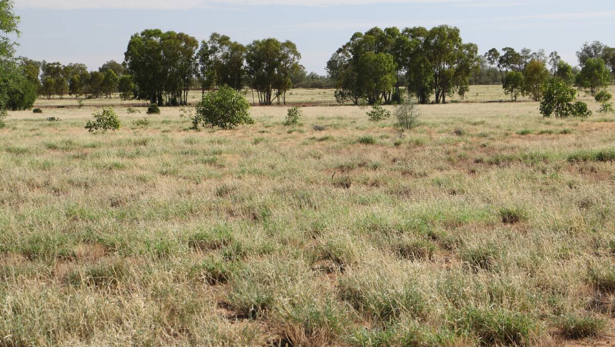 There are good stands of buffel grass across all of the improved country.