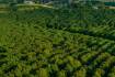 Jondell with 31,000 macadamia trees | Video