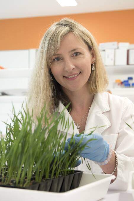 STOP THE SPOT: CCDM yellow spot program leader Caroline Moffat says yellow spot research is helping develop more resistant wheat varieties. 