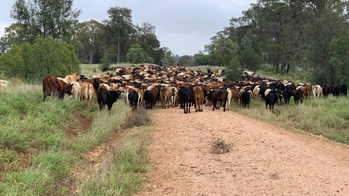 Gina Rinehart led Hancock Agriculture has bought Packhorse's Ottley Station and the Moolan Downs Aggregation. Picture - supplied