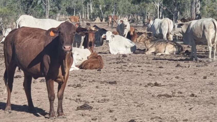KENNEDY RURAL: Gulf country property Timora Station has been running about 4000 breeders, removing all of the calves at weaning.