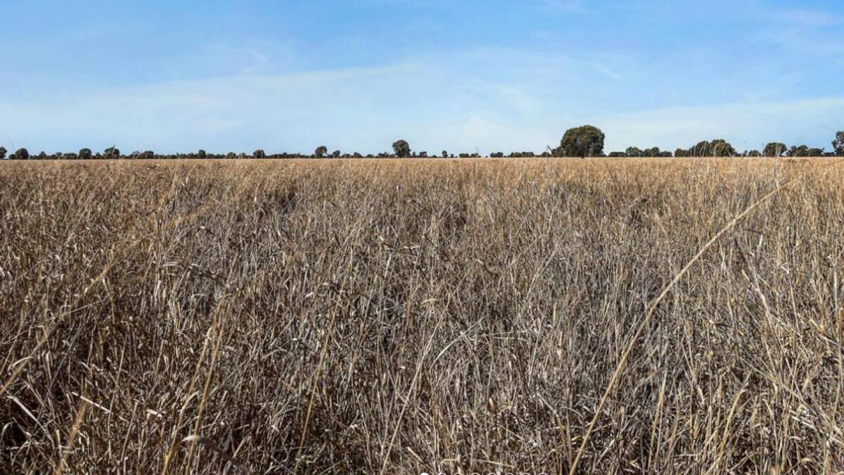 Bona Vista is well grassed with strong buffel and Mitchell grass stands as well as improved pastures including bambatsi, butterfly pea and desmanthus. Picture supplied