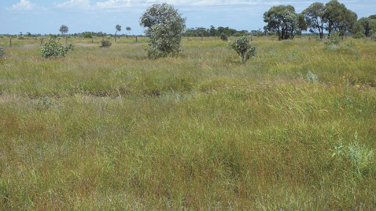 The buffel grass pastures are supported by natural grasses, salines and herbages.