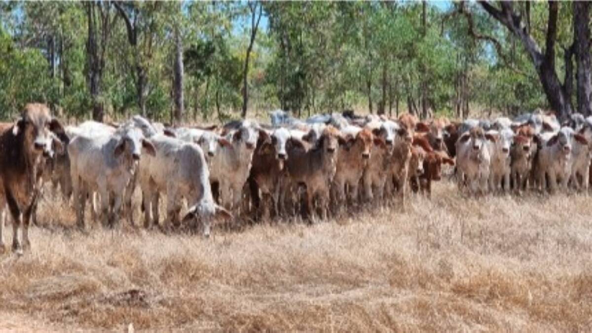The Savanna Gulf region property Kutchera is being offered with 4500 cattle.