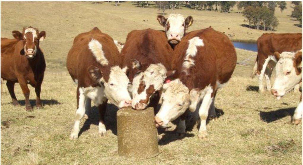 PAIN RELIEF: Trials will be conducted to assess the use of molasses mineral block technology to deliver pain relief to livestock.