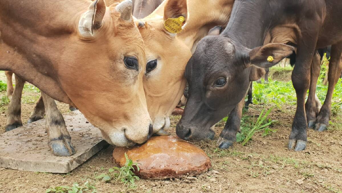 Laos cattle consuming a molasses lick block, that includes an anthelmintic.