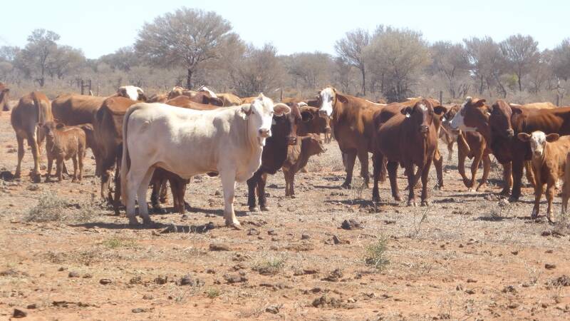SOLD: The 49,316 hectare Granville aggregation at Quilpie has sold for $2.9 million. 