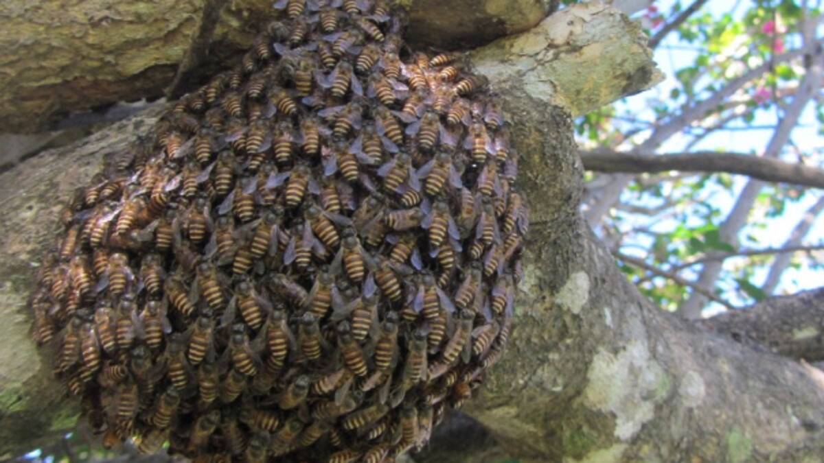Invasive Asian honeybees have defied evolutionary expectations and established a thriving population in North Queensland. Picture Rosalyn Gloag