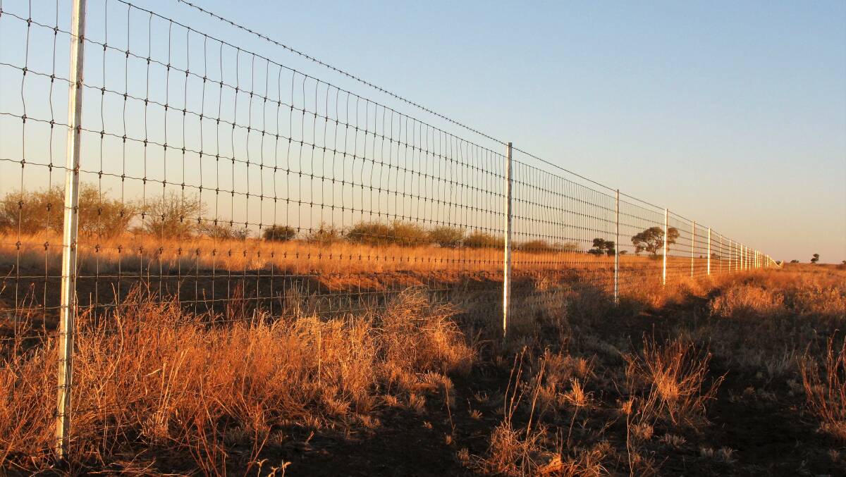 TWO SIDES: The kangaroo industry says the construction of exclusion fences in western Queensland should be halted until the economic and animal welfare impacts of the structures are better understood. 


