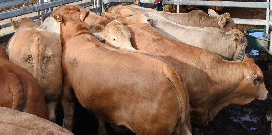 BEEF 2021: Cattle producers have thrown their support behind the use of pain relief in animal husbandry practices.