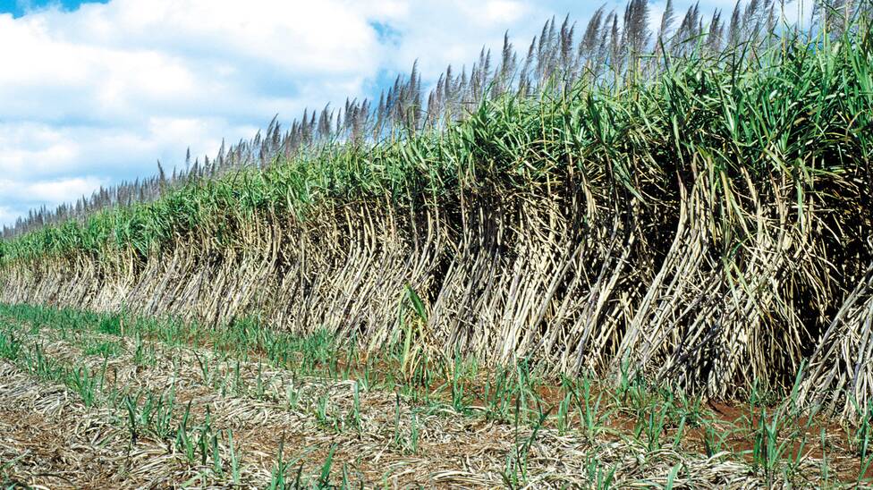 STANDING TALL: The top 25 per cent of Australian cane growers had an average rate of return of 4.5pc in 2013-14. Photo - CSIRO