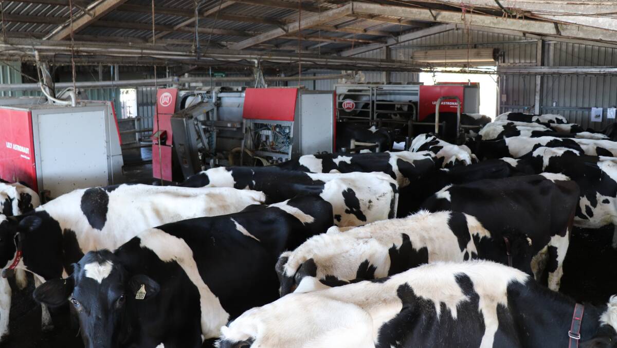 The four Lely Astronaut A3 robotic units have the capacity to milk 280 cows a day.