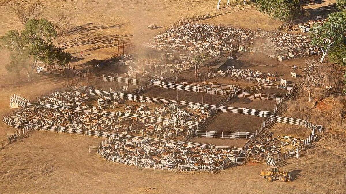 The highly productive property has a well bred herd of 12,000 predominantly high-quality Brahman cattle, including 6000 breeders. Picture supplied