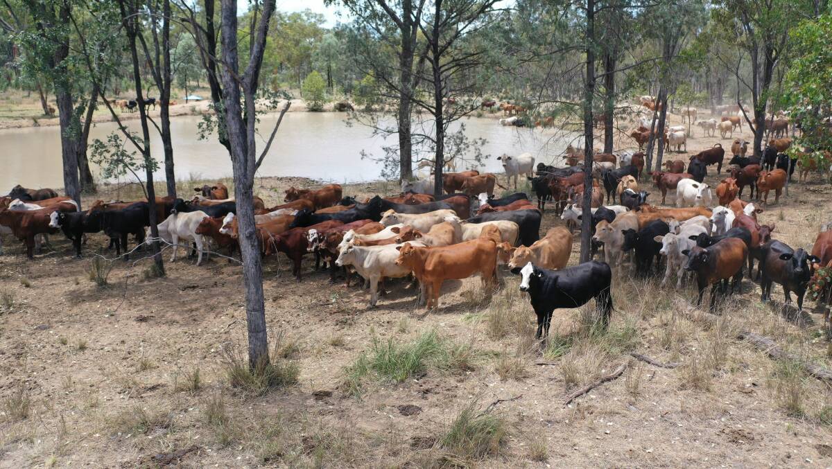Attica is a 21,931 hectare cattle property with an estimated carrying capacity of 1800 backgrounders or 900 cows and calves.
