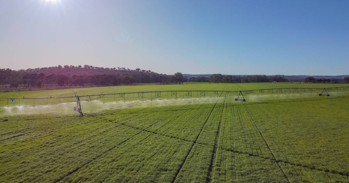The five section, end tow design Reinke centre pivot irrigator spans 306 metres. Picture supplied