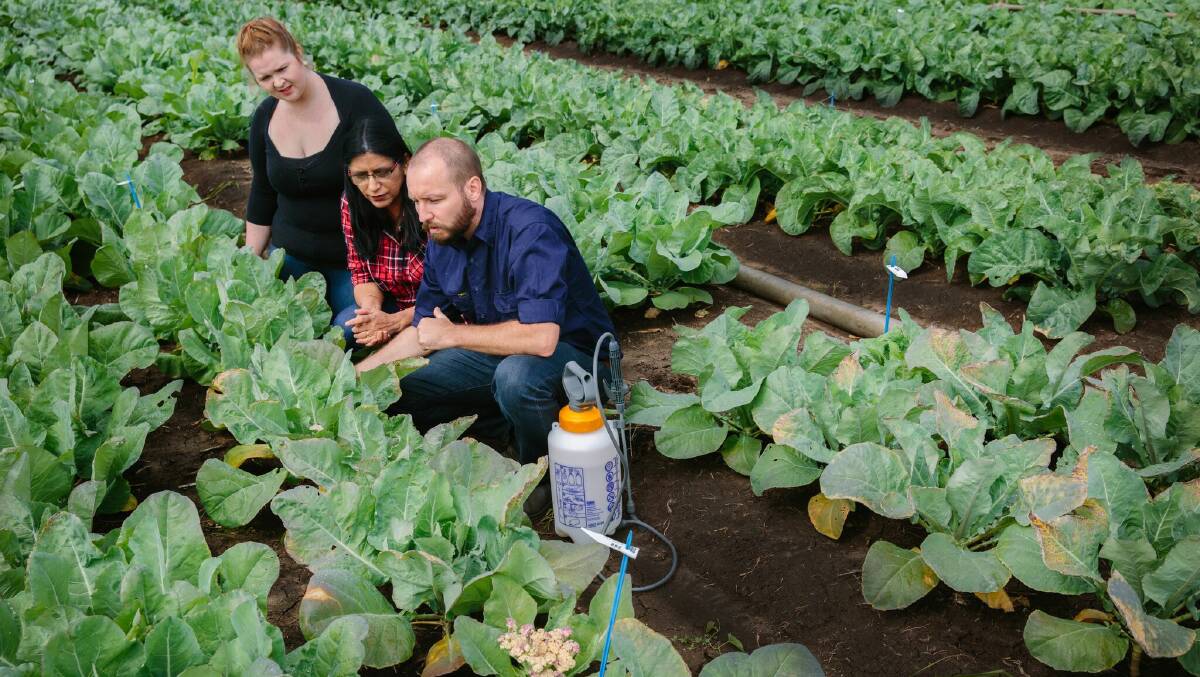 IN FIELD: Professor Neena Mitter (centre) and QAAFI researchers test the non-toxic, pathogen-free BioClay spray on cabbages.
