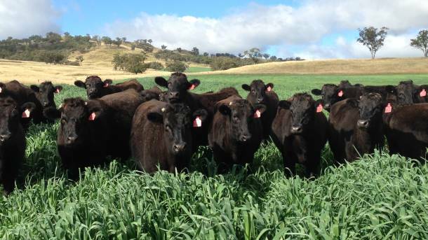 WONDERFUL WAGYU: A two day Wagyu genetics and genomics field day and workshop will be held in Queensland on November 14-15.