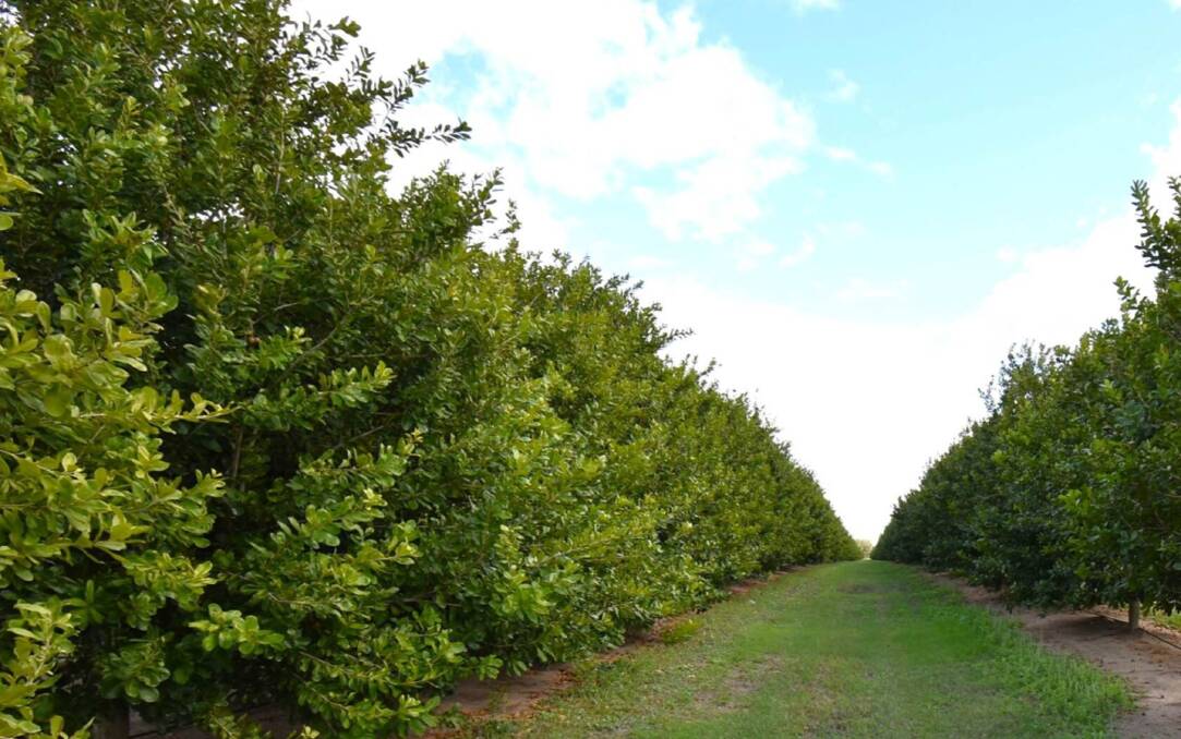 A group of six orchards in one of Australia's most favoured macadamia production areas is set to be sold as a single operation. Picture supplied