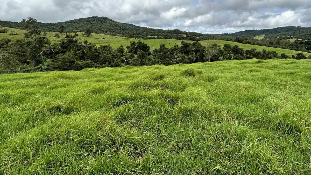 The property has mainly kikuyu, setaria and clover pastures. Picture - supplied