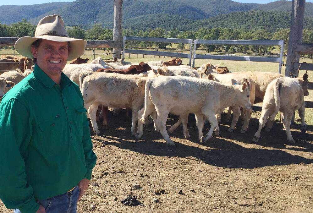 CARCASE CATTLE: Charolais-cross calves are proving a winner for Brisbane Valley beef producer Julian Henderson, who manages Glen Arden at Esk. 