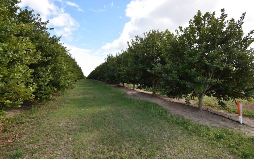 Top macadamia farms to be sold as a single operation