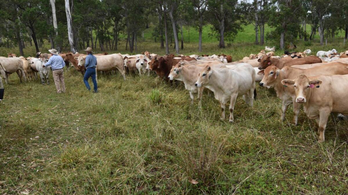 Quality 3400 hectare property Kantaka is said to safely carry 600-650 breeders plus replacement heifers. Picture - supplied