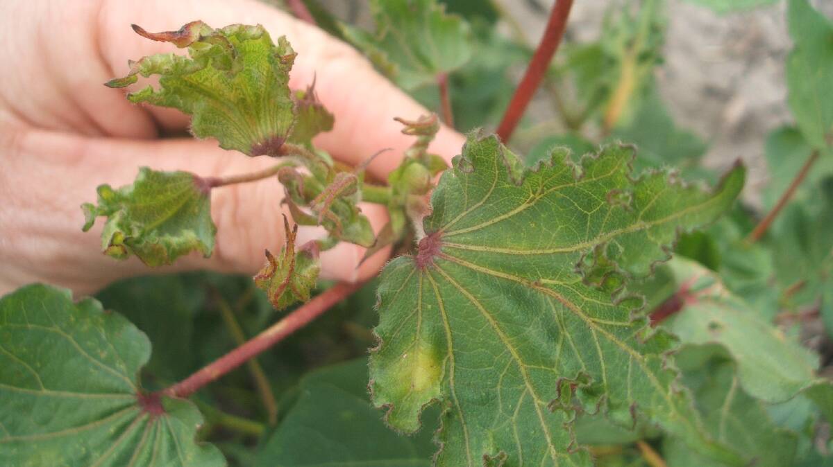 COTTON DAMAGE: Farmers are being urged to update their spray knowledge after a number of off-target drift incidents.