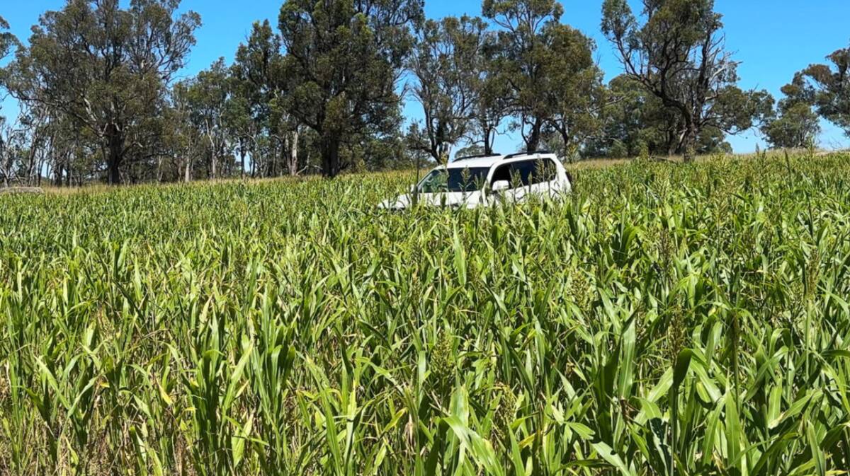 Some 160 hectares of forage sorghum was sown alongside 364ha of improved pastures including serradella, premier digit grass, Rhodes grass and arrowleaf clover in 2023.