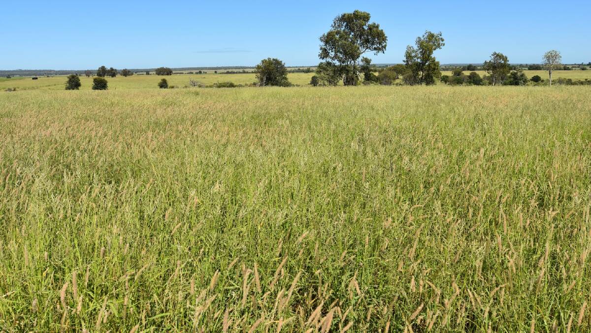 Dawson Downs is in six freehold titles and comprises of highly developed, brigalow/softwood scrub country. 