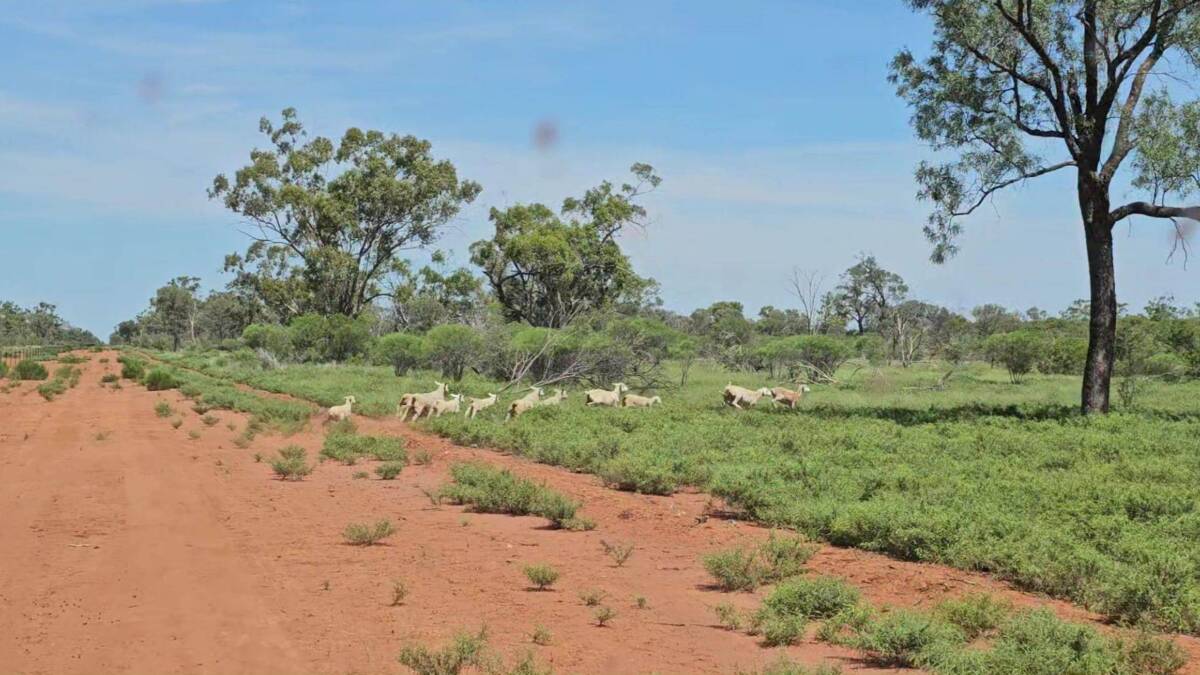 The operation is currently carrying about 2000 Dorper ewes plus at least 7000 goats. Picture supplied